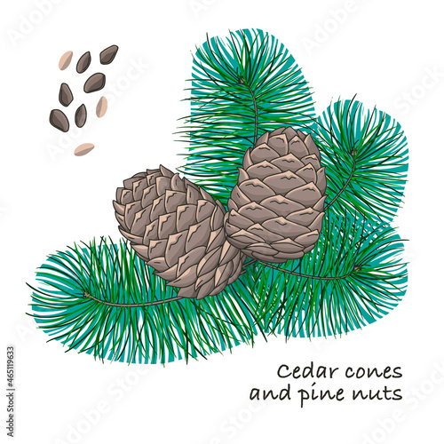 Hand-drawn cedar branches and pine cones. Design for prints, shirts and posters.Template for Greeting Scrapbooking, Congratulations, Invitations.