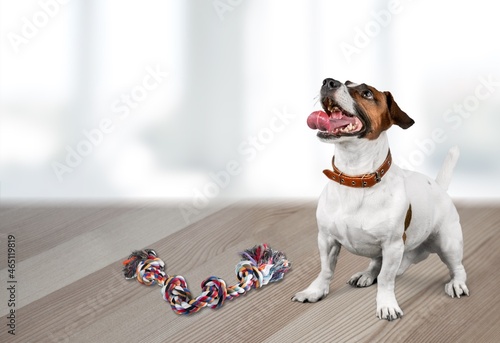 Billede på lærred Dog fetching a toy indoors in room interior. Dog in house concept