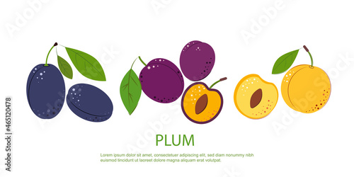 Composition of Plum Berry Whole and Cut One. Ripe juicy Berries with Green Leaves. Plum for jam and dessert. Flat style. Vector Illustration.