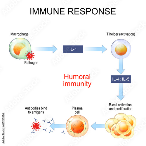 immune response. Humoral immunity and antibody production.