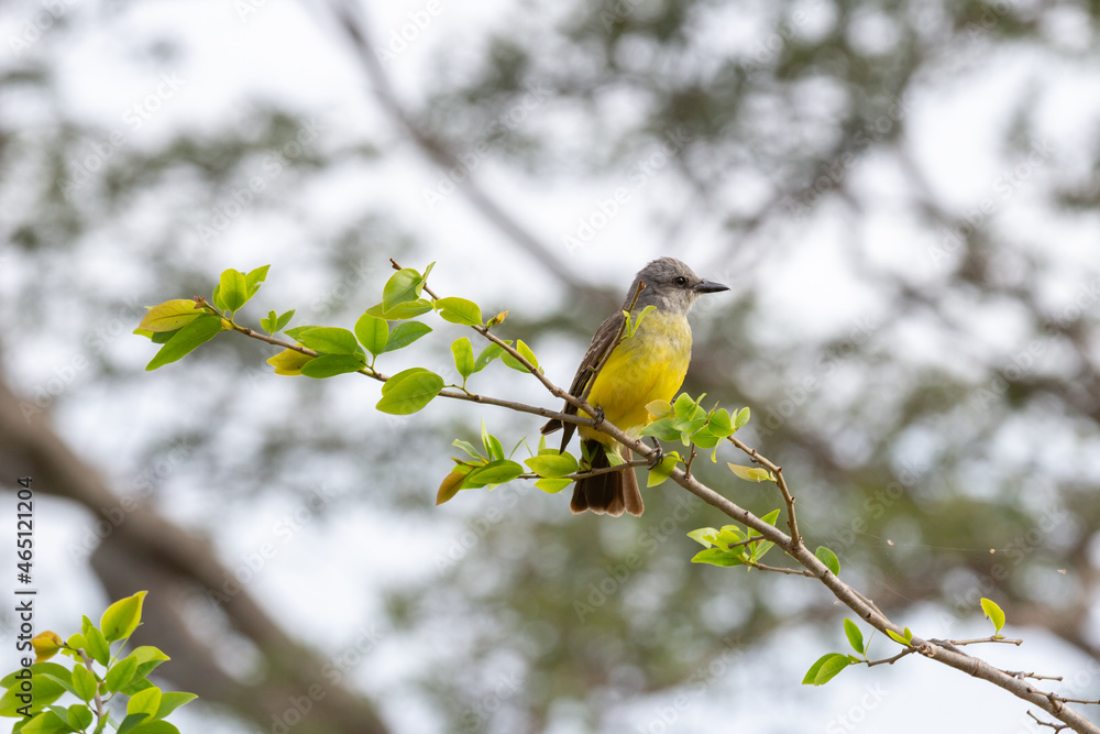 Obraz premium yellow-chested bird known as 