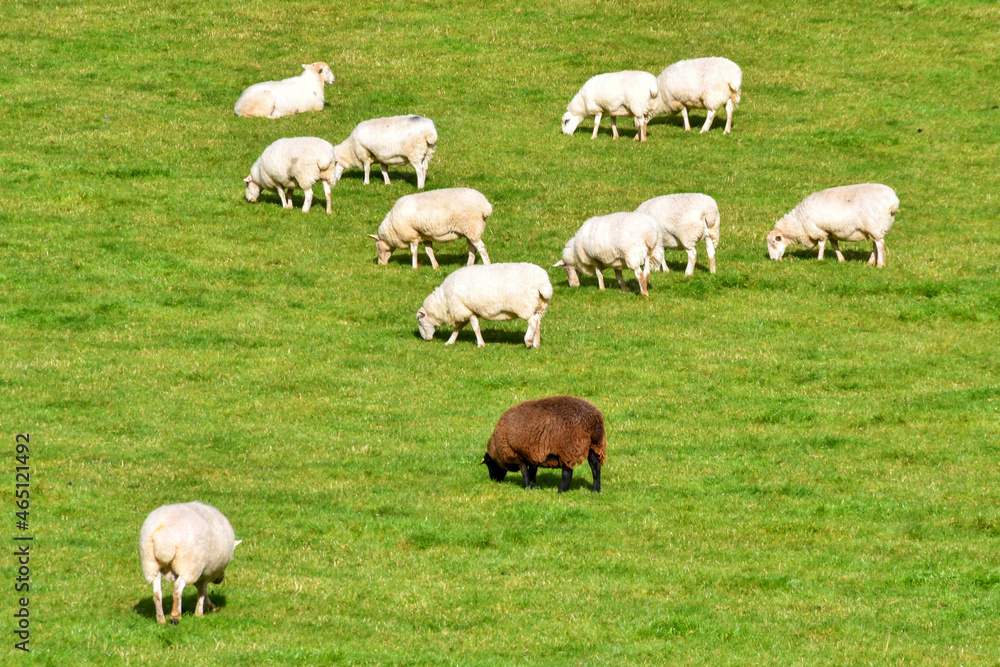 Flock of white sheep grazing in a farm field with one black ewe. No people. 