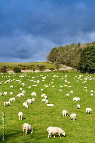 Large flock of sheep grazing in a farm field. No people. photo