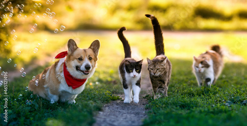 fluffy friends dog corgi and cats walking in summer sunny garden