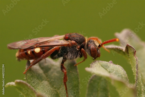 Closeup on a red female of the white spotted Nomad bee, Nomada alboguttata photo