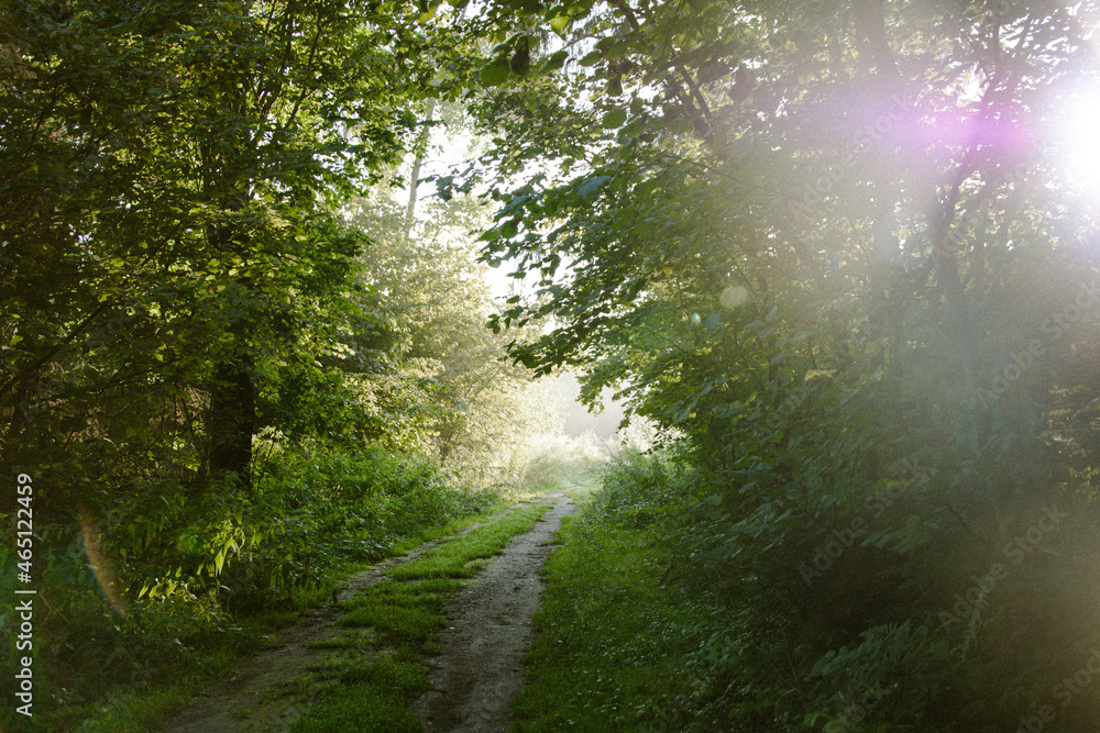 Fototapeta premium Morning solstice in the forest part