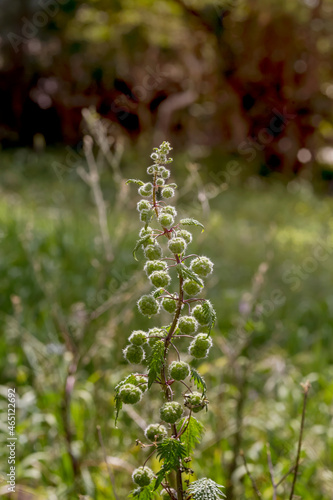 Prickly nettle (Urtica) grows in natural habitat