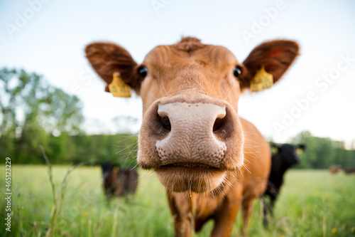 Foto Closeup shot of the nose of a young cow at a grassy field