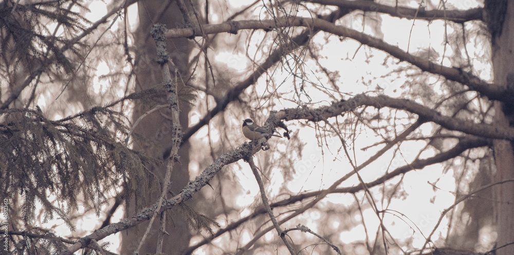 Tit on a tree