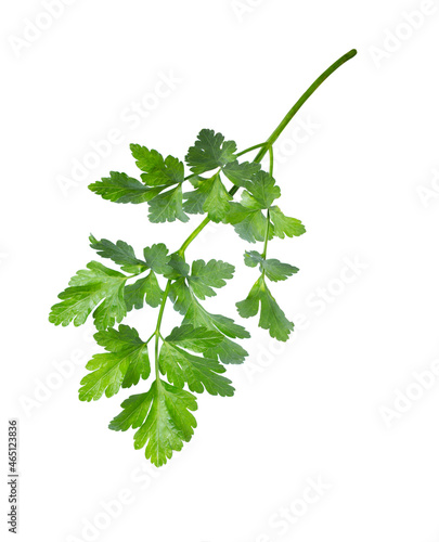 Branch of Celery or parsley leaf isolated on white.