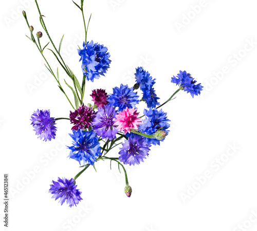 Close up of blue cornflower flower isolated on white