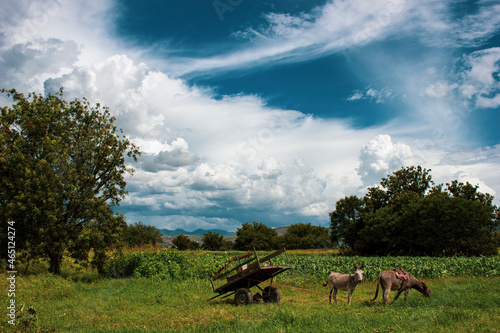 Burros en el campo 1 © Eduardo