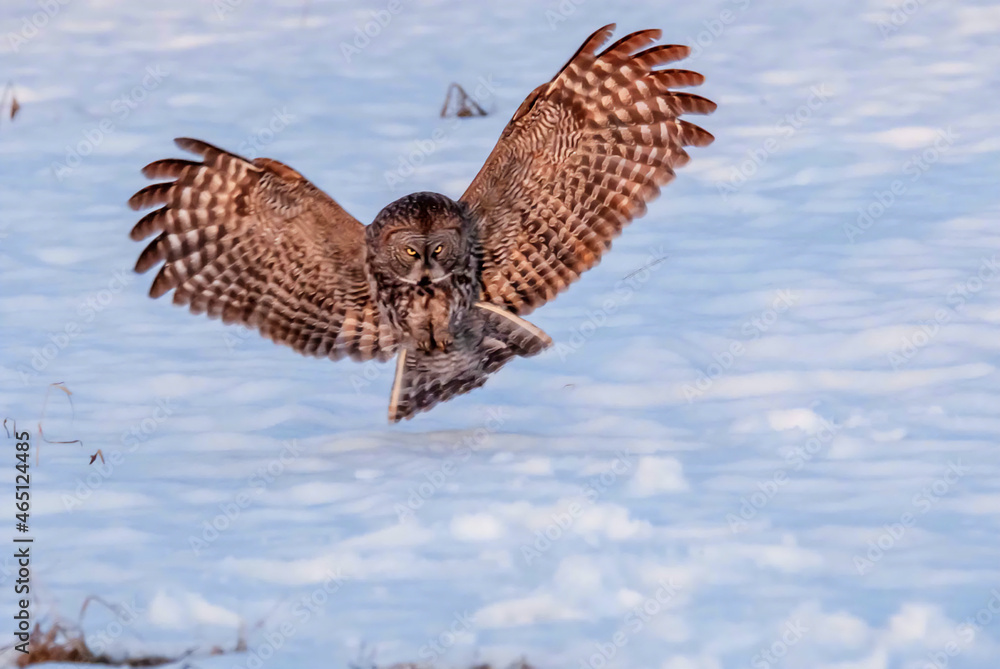 Fototapeta premium Great grey owl (Strix nebulosa) in flight.