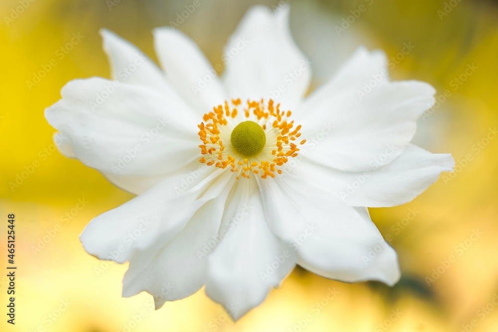 Obraz premium yellow daisy flower