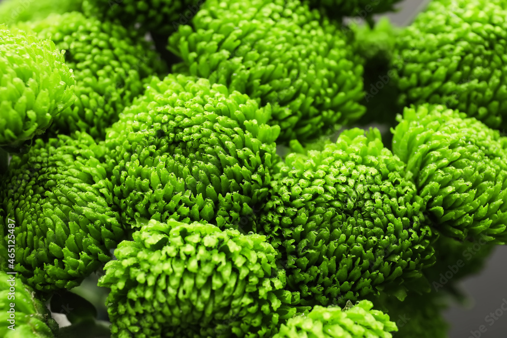 Beautiful green chrysanthemum as background, closeup