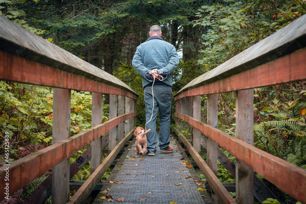 Doodle red setter and man walk down forest bridge Doodle red setter and man walk down forest bridge