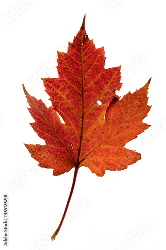 Autumn leaf of red maple on a white isolated background. The concept of autumn, the change of season and the herbarium element. Close up