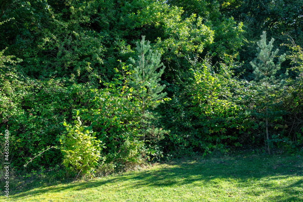 Fototapeta premium trees and bushes
