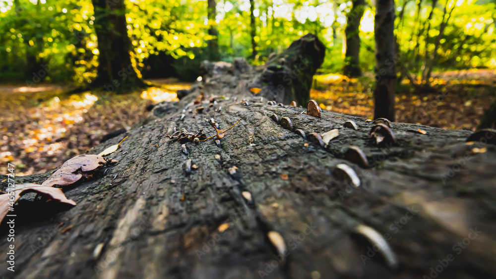 Fototapeta premium autumn leaves on the ground