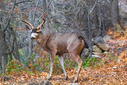 A male California Mule Deer with a rack of antlers 