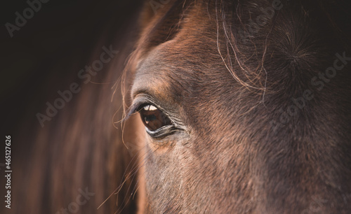 Horse head portrait details. The eye of the Polish Arabian horse. Tranquility relax no stress
