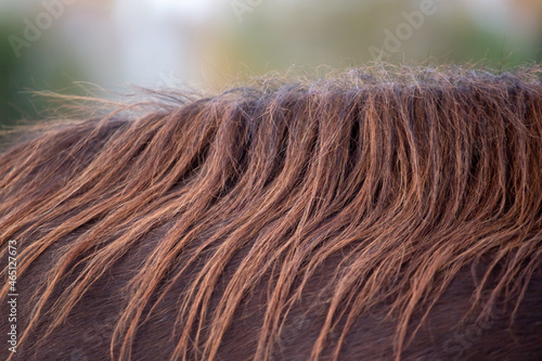Horse detail. The mane of a red young horse close up