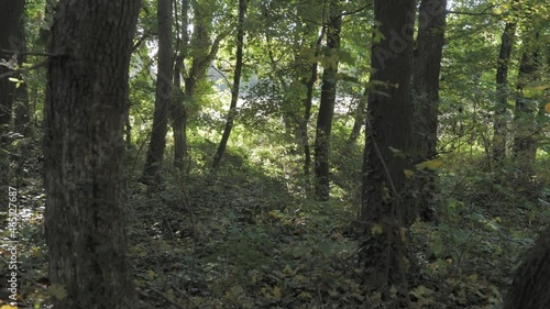 Wallpaper Mural The sun shines through the trees on the edge of the forest in autumn Torontodigital.ca