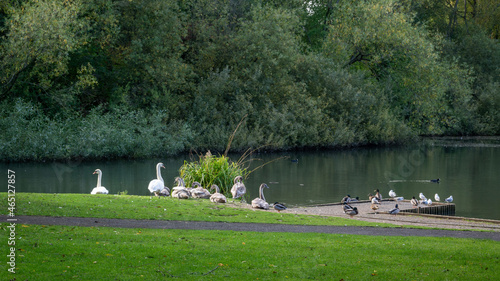 Wallpaper Mural swans and ducks Torontodigital.ca