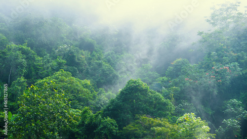Rain forest with many trees and misty in the morning. photo