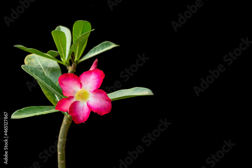 Adenium obesum or Desert Rose isolated on black background with copy space.