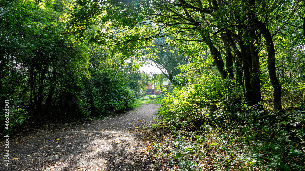 Fototapeta premium path in the forest