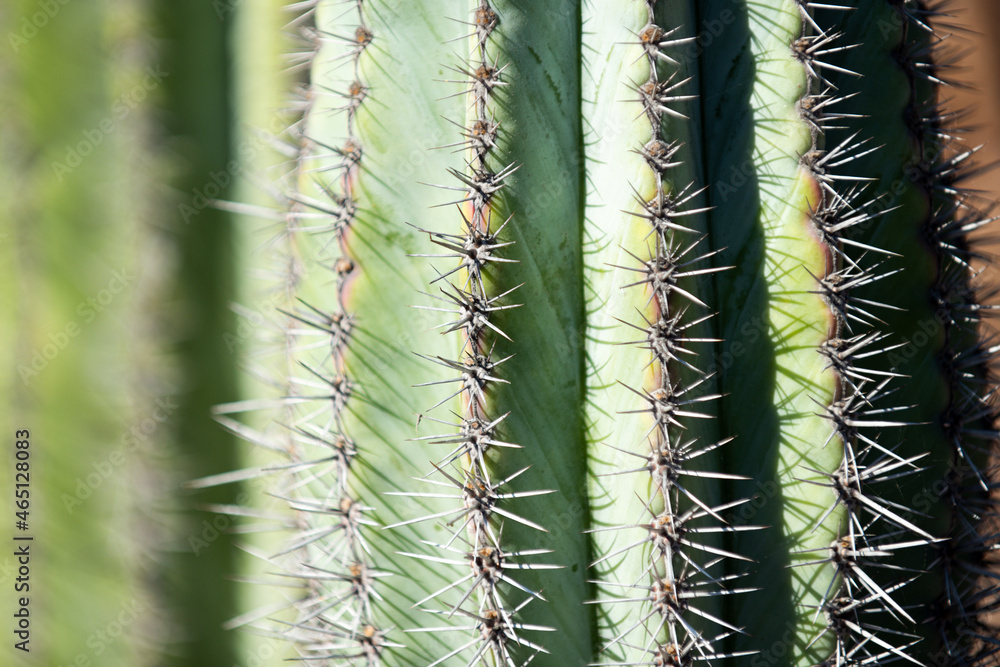 Cactus spiked. Close up cactus backdround, cacti or cactaceae pattern. Cactus spiked. Close up cactus backdround, cacti or cactaceae pattern.
