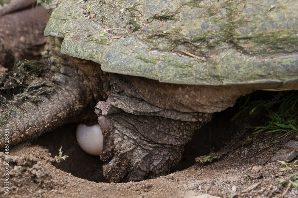 A large snapping turtle laying eggs in a nest she dug in a gravel road. A large snapping turtle laying eggs in a nest she dug in a gravel road.