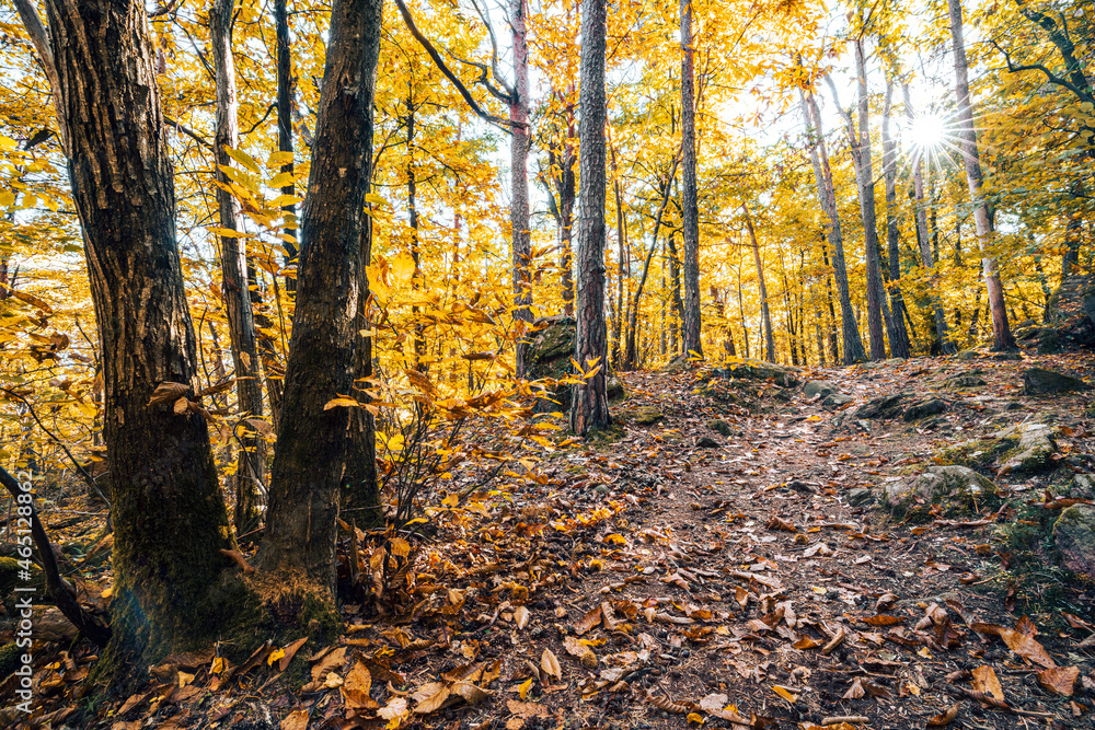 Fototapeta premium The colors of autumn in the sunny forest of Eppan in southern Tirol, Italy.