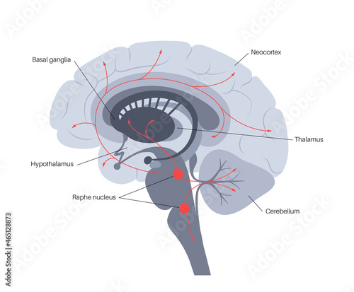 Serotonin pathway in brain
