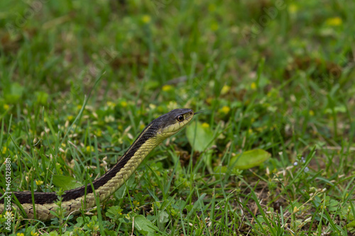 A garter snake slithering through the green grass with its tongue out. 