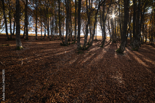 Beech forest in autumn wide angle view
