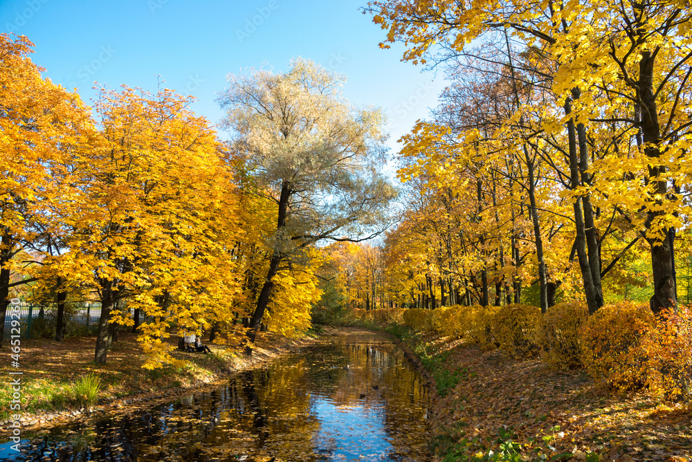 Trees with yellow autumn foliage are located on two banks of the canal in the park. There are many dead leaves on the water