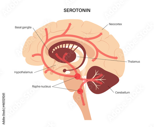 Serotonin pathway in brain photo