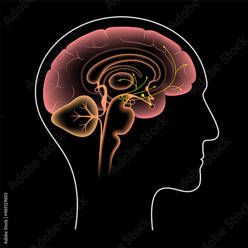 Dopamine pathway concept