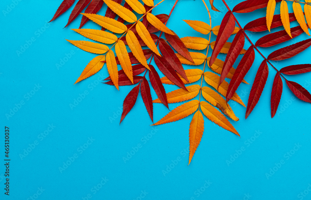 autumn concept of different colors of red rowan leaves. Red and yellow on a blue background. Place for copyspace autumn concept of different colors of red rowan leaves. Red and yellow on a blue background. Place for copyspace