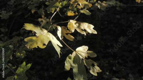 Close-up on yellow autumn leaves with a spider web on a tree in the middle of a forest at sunset