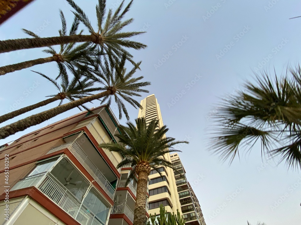 Fototapeta premium trees in the city