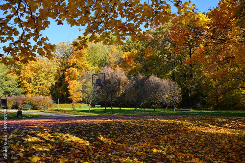 A basketball hoop in a park on a sunny autumn day - city park 