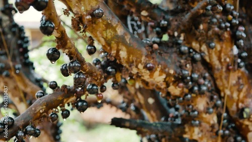 Jabuticaba fruit, typical Brazilian fruit tree photo