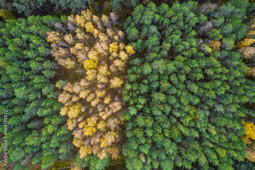 Directly above aerial drone full frame shot of green emerald pine forests and yellow foliage groves with beautiful texture of treetops. Beautiful fall season scenery. Mountains in autumn golden colors Directly above aerial drone full frame shot of green emerald pine forests and yellow foliage groves with beautiful texture of treetops. Beautiful fall season scenery. Mountains in autumn golden colors