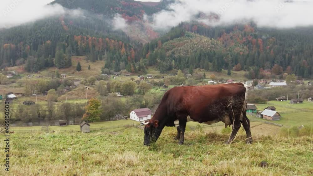 Cow on pasture at mountain village eat green grass Cow on pasture at mountain village eat green grass