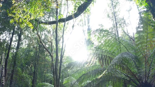 Sunlight through foliage of rainforest canopy in Tasmania wildlife reserve photo