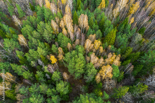 Directly above aerial drone full frame shot of green emerald pine forests and yellow foliage groves with beautiful texture of treetops. Beautiful fall season scenery. Mountains in autumn golden colors