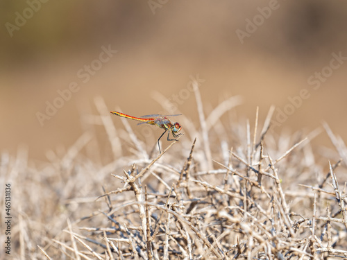 Selective focus shot of a common dragonfly on branches photo